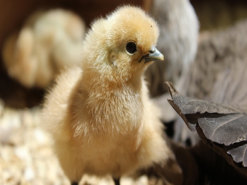 试管蚁巢介绍文案,有能做试管吗